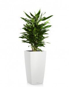 Драцена Джанет Линд СUBICO COLOR 30 Драцена Джанет Линд СUBICO COLOR 30