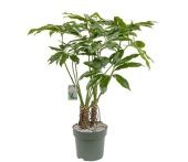 Филодендрон Fun Bun d30 см h130 см тип 1