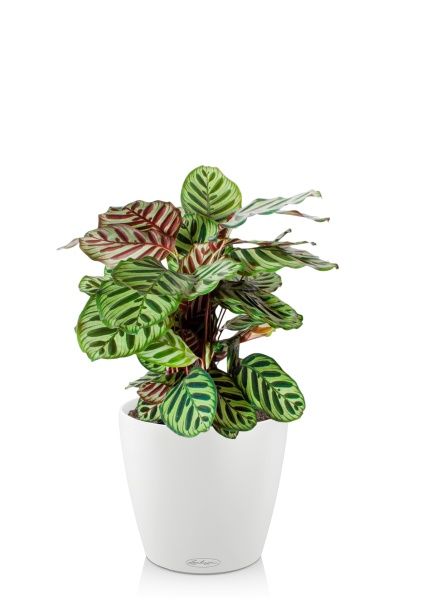 Калатея Макояна 14/45 см в CLASSICO 18 Калатея Макояна 14/45 см в CLASSICO 18