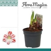 Гиппеаструм Flaming Striped 2 ствола d13 см h25 см тип 1