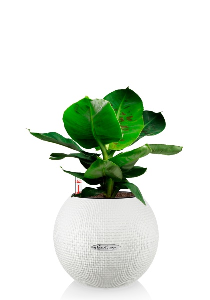 Банан 12/30 в PURO 20