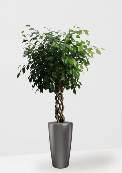 Фикус Бенджамина Экзотика цилиндр 27/120 см в RONDO 32 Фикус Бенджамина Экзотика цилиндр 27/120 см в RONDO 32