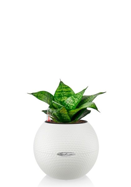 Сансевиерия Ханни 12/25 в PURO 20