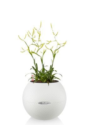 Катопсис 12/40 см в PURO 20, белый Катопсис 12/40 см в PURO 20, белый