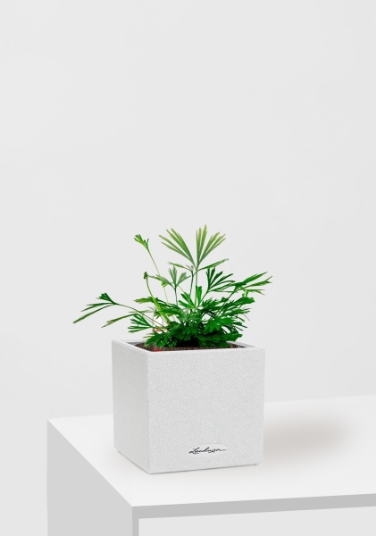 Актиниоптерис Австралийский 5/10 см в CANTO STONE 14