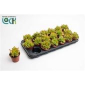 Крассула денежное дерево Мани Мейкер d8.5 см h10 см