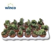 Кактус Цереус Корал Кристата d8.5 см h15 см