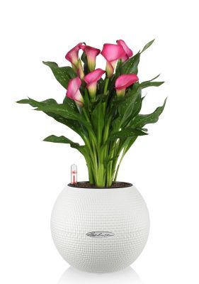 Калла подарочная в PURO 20, белый