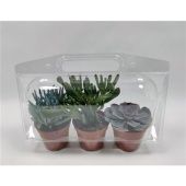 Суккуленты микс d8.5 см h8 см
