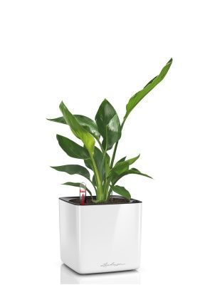 Стрелиция Николай в CUBE GLOSSY 14, белый блестящий