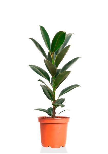 Фикус Эластика Мелани 14/45 см Фикус Эластика Мелани 14/45 см