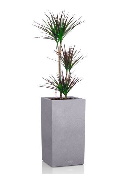 Драцена Маргината Маджента 3 ствола 21/110 см в CANTO STONE HIGH 30