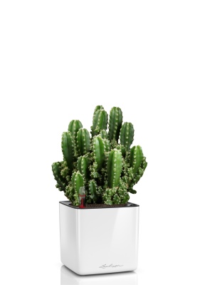 Кактус Цереус Полина 10/20 см в CUBE GLOSSY 14