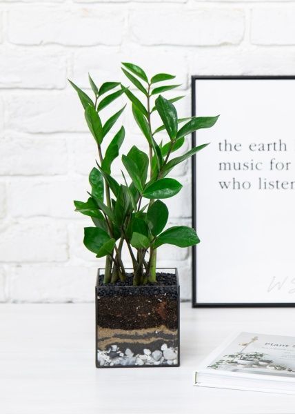 Флорариум с Замиокулькасом 45 см в кубе Флорариум с Замиокулькасом 45 см в кубе