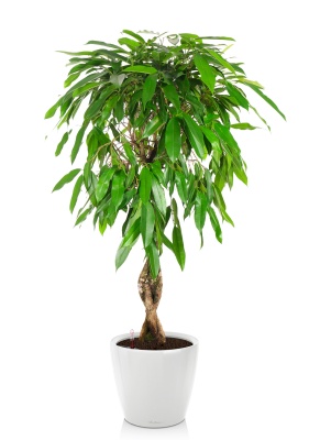 Фикус Биннендийка Амстел Кинг переплетенный 24/100 см в CLASSICO LS 28