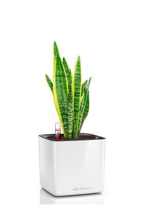 Сансевиерия Лауренти 14/45 см в CUBE GLOSSY 16, белый блестящий Сансевиерия Лауренти 14/45 см в CUBE GLOSSY 16, белый блестящий