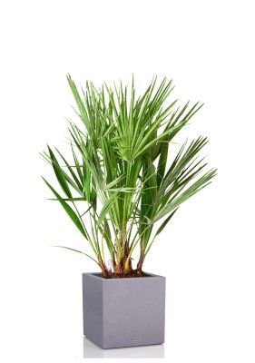 Хамеропс в CANTO STONE LOW 40, серый камень