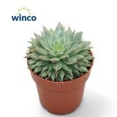 Граптопеталум Feliferum d8.5 см h12.5 см