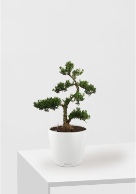 Бонсай Самшит 22/50 см в CLASSICO Color 28