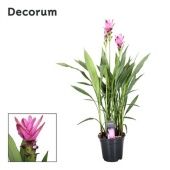 Куркума цветущая Siam Supreme 2+ цветов d19 см h100 см