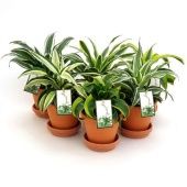 Драцена Драгон микс в терракоте d13 см h23 см