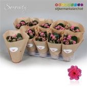 Каланхоэ Calandiva Serenity Pink d10.5 см h23 см Каланхоэ Calandiva Serenity Pink d10.5 см h23 см