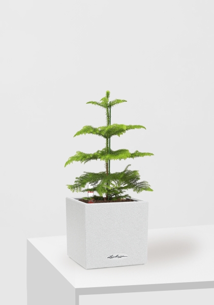 Араукария 1 ствол 10/30 см в CANTO STONE 14