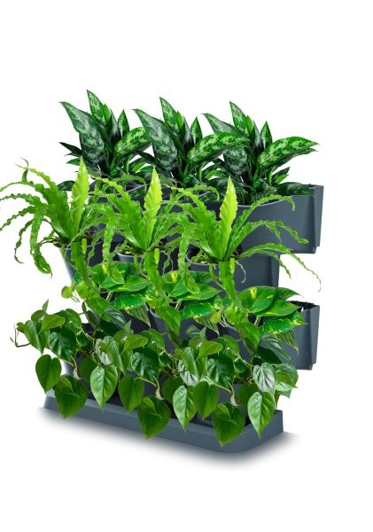 Набор растений "Зеленая стена 3" Набор растений "Зеленая стена 3"