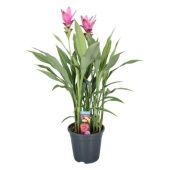 Куркума цветущая Siam Supreme 2+ цветов d19 см h80 см