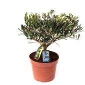 Олива европейская With Oil Bottle d15 см h35 см Олива европейская With Oil Bottle d15 см h35 см