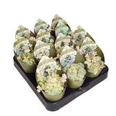 Седум d6.5 см h8 см Седум d6.5 см h8 см