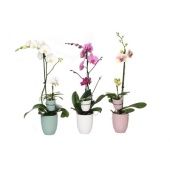 Фаленопсис 2 ствола Hugo Hotel + Tiny Dolls 1t ( Vg Orhids ) d12 см h55 см Фаленопсис 2 ствола Hugo Hotel + Tiny Dolls 1t ( Vg Orhids ) d12 см h55 см