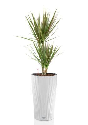 Драцена Маргината Биколор 2 ствола 17/70 см в CILINDRO 23, белый