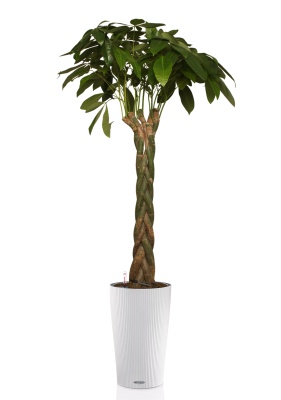 Пахира 27/170 см в CILINDRO 32