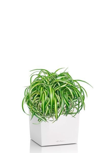 Хлорофитум Оушен 23/40 см в CUBE 30