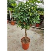 Шеффлера Голд Капелла d30 см h130 см