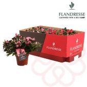 Азалия Фландрес Exotic Fire 12/25 см Азалия Фландрес Exotic Fire 12/25 см