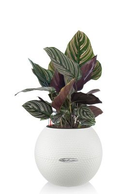 Калатея Сандериана в PURO 20, белый
