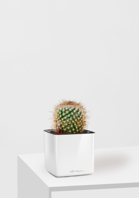 Кактус Маммиллярия Альбиланата 12/20 см в CUBE GLOSSY 14, белый блестящий