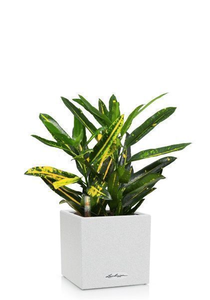 Кротон Санни в CANTO STONE 14 Кротон Санни в CANTO STONE 14