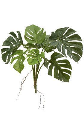 Монстера куст