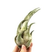 Тилландсия Seleriana d10 см h10 см