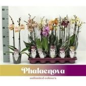 Фаленопсис 2 ствола Mix 14+ (phalaenova) d12 см h50 см тип 1 Фаленопсис 2 ствола Mix 14+ (phalaenova) d12 см h50 см тип 1