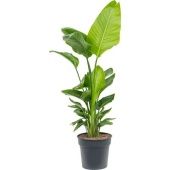 Стрелиция Николай d30 см h140 см Стрелиция Николай d30 см h140 см