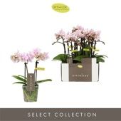 Фаленопсис 2 ствола Optifriend Sanne 10+ (opti) d7 см h25 см Фаленопсис 2 ствола Optifriend Sanne 10+ (opti) d7 см h25 см