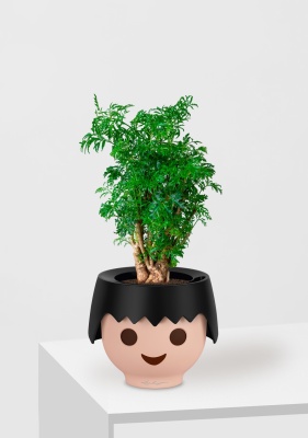 Полисциас Фрутикоза 12/40 см в OJO