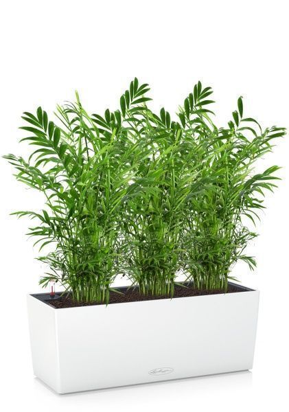 Хамедорея в BALCONERA COLOR 50 Хамедорея в BALCONERA COLOR 50