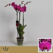 Фаленопсис 3 ствола Royal Purple 20+ (bernhard) d12 см h60 см