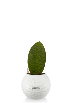 Сансевиерия Масониана Виктория 12/40 см в PURO 20, белый