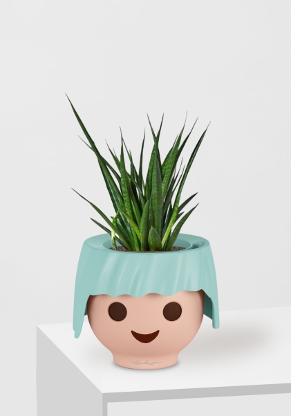 Сансевиерия Кирки 12/37 см в OJO